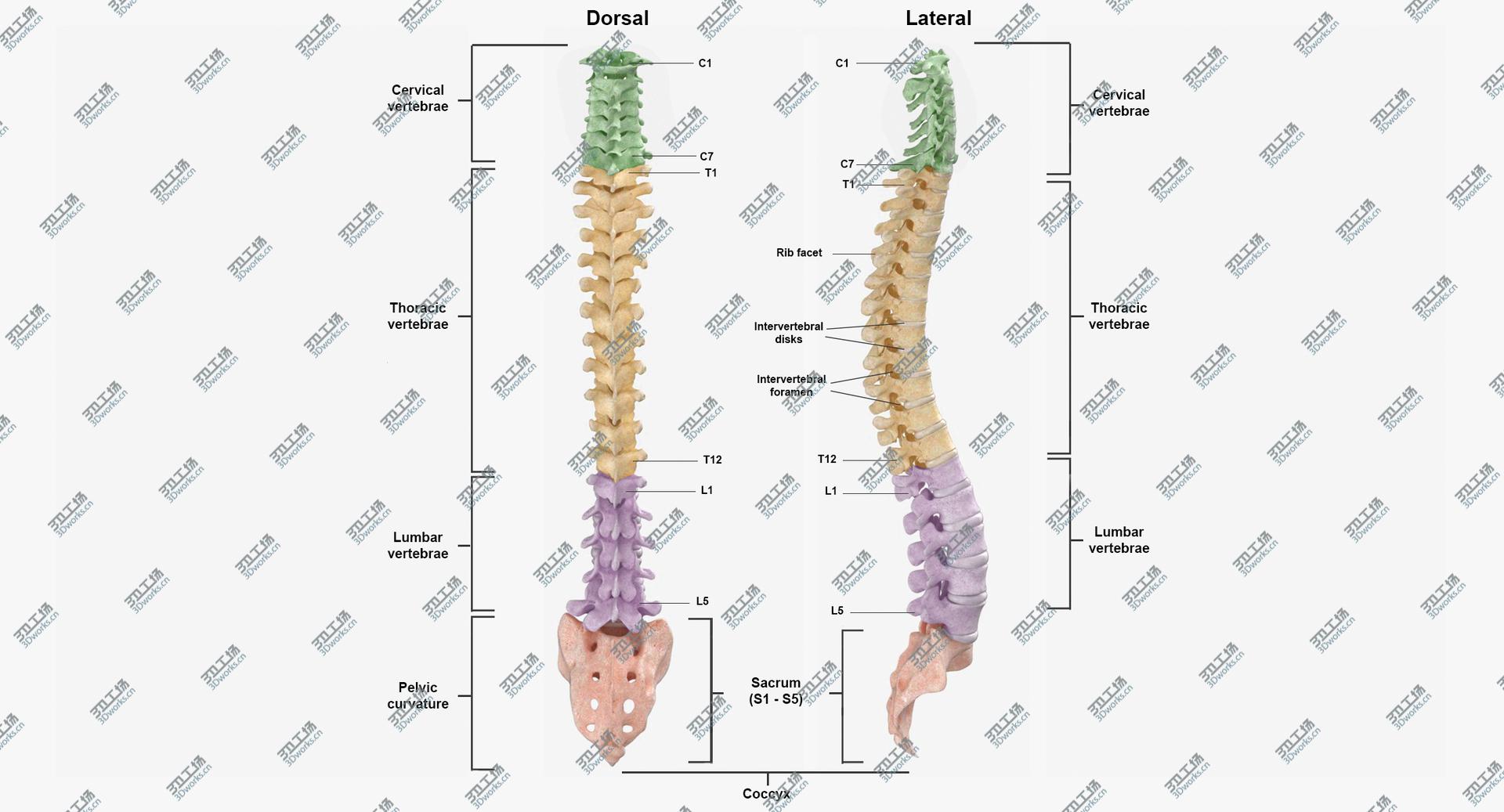 images/goods_img/202104023/Real Human Spine Bones Anatomy With Intervertibral Disks White 01 model/3.jpg